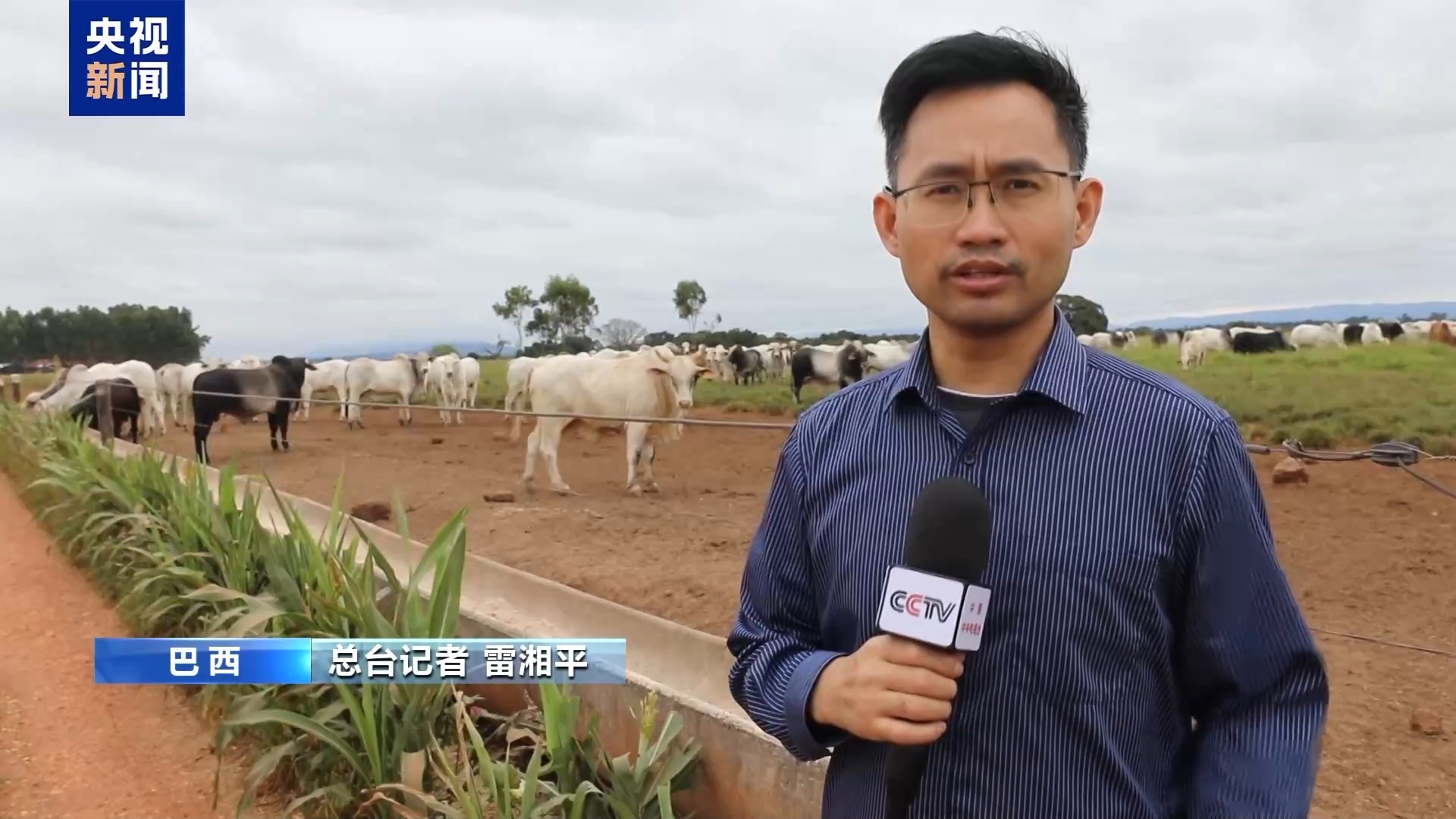中东战事影响外溢 巴西核心肉牛产区承压