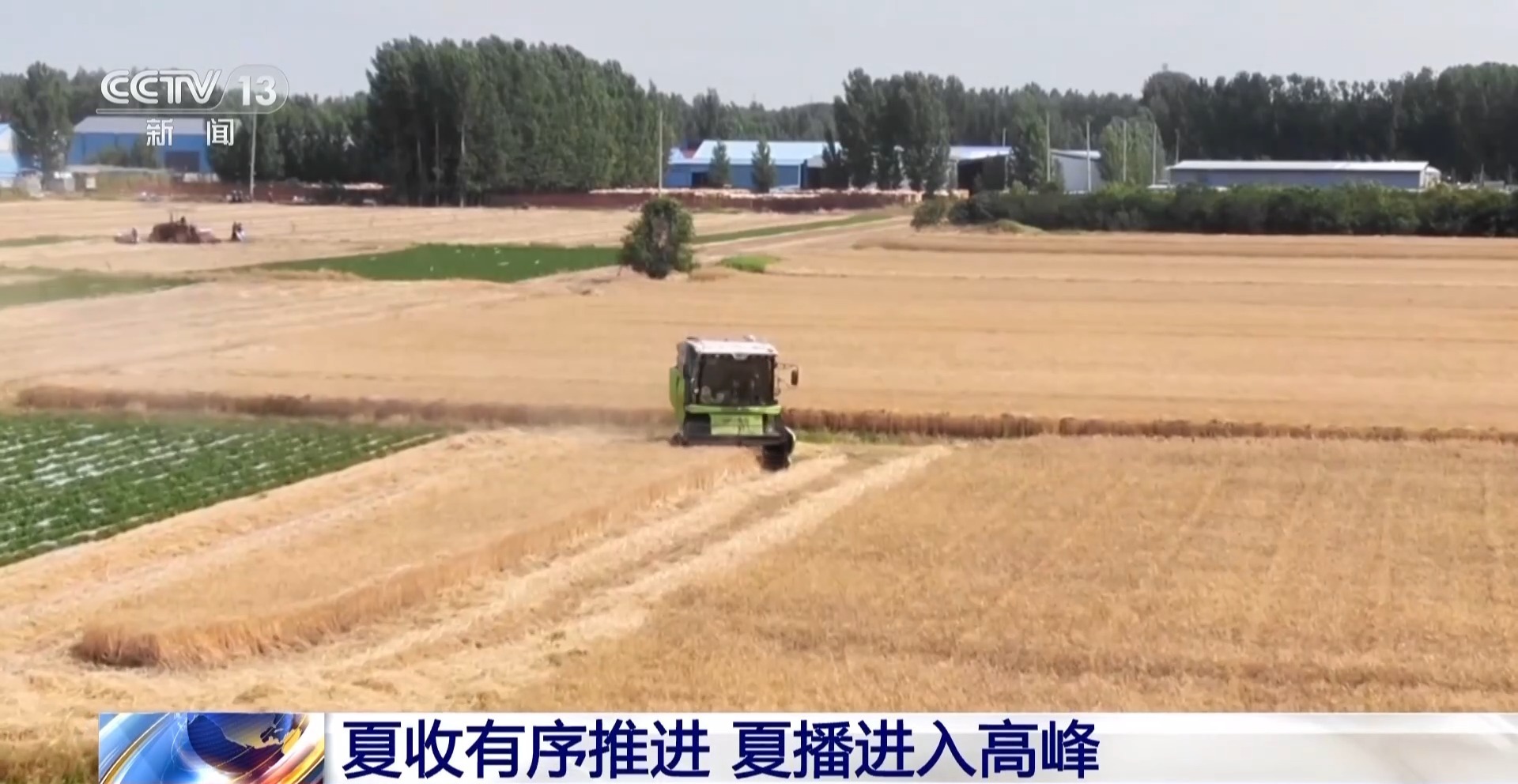 全国小麦收获进度已过七成 夏播粮食进度过四成